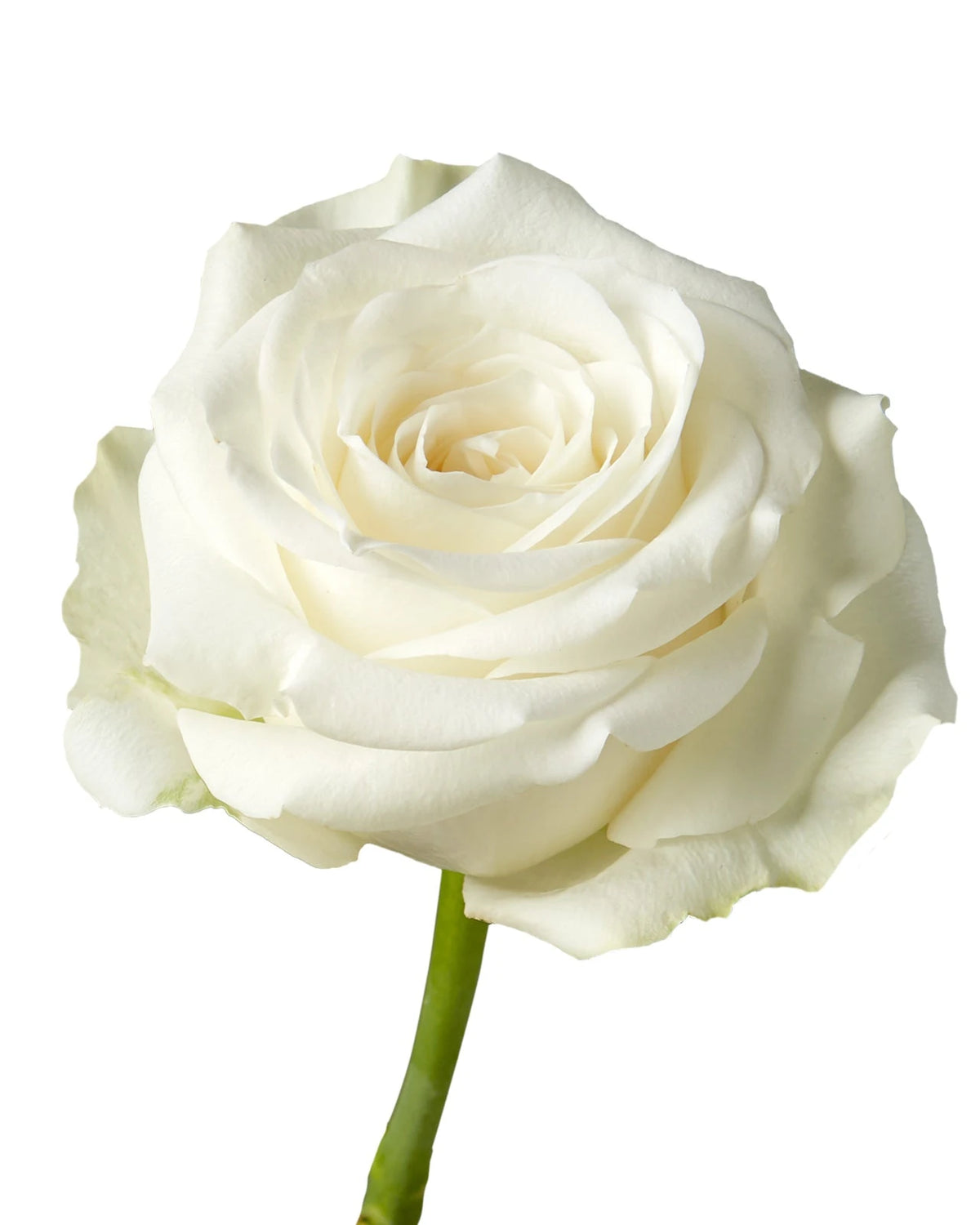 Highlight Rose Valentine Day