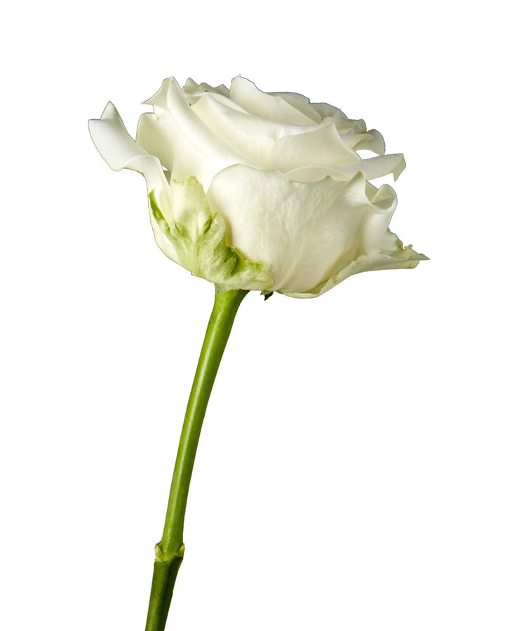 Highlight Rose Valentine Day