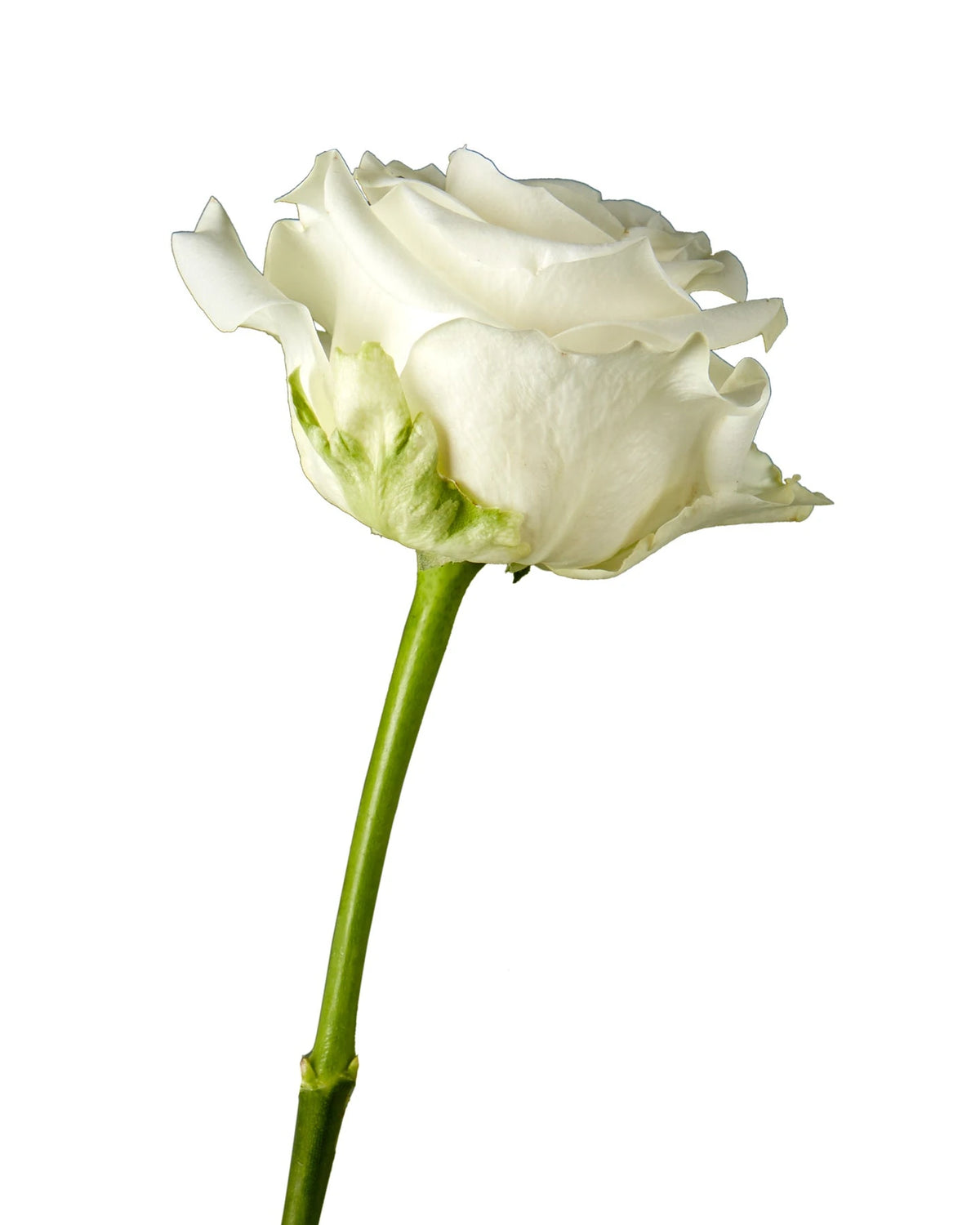 Highlight Rose Valentine Day