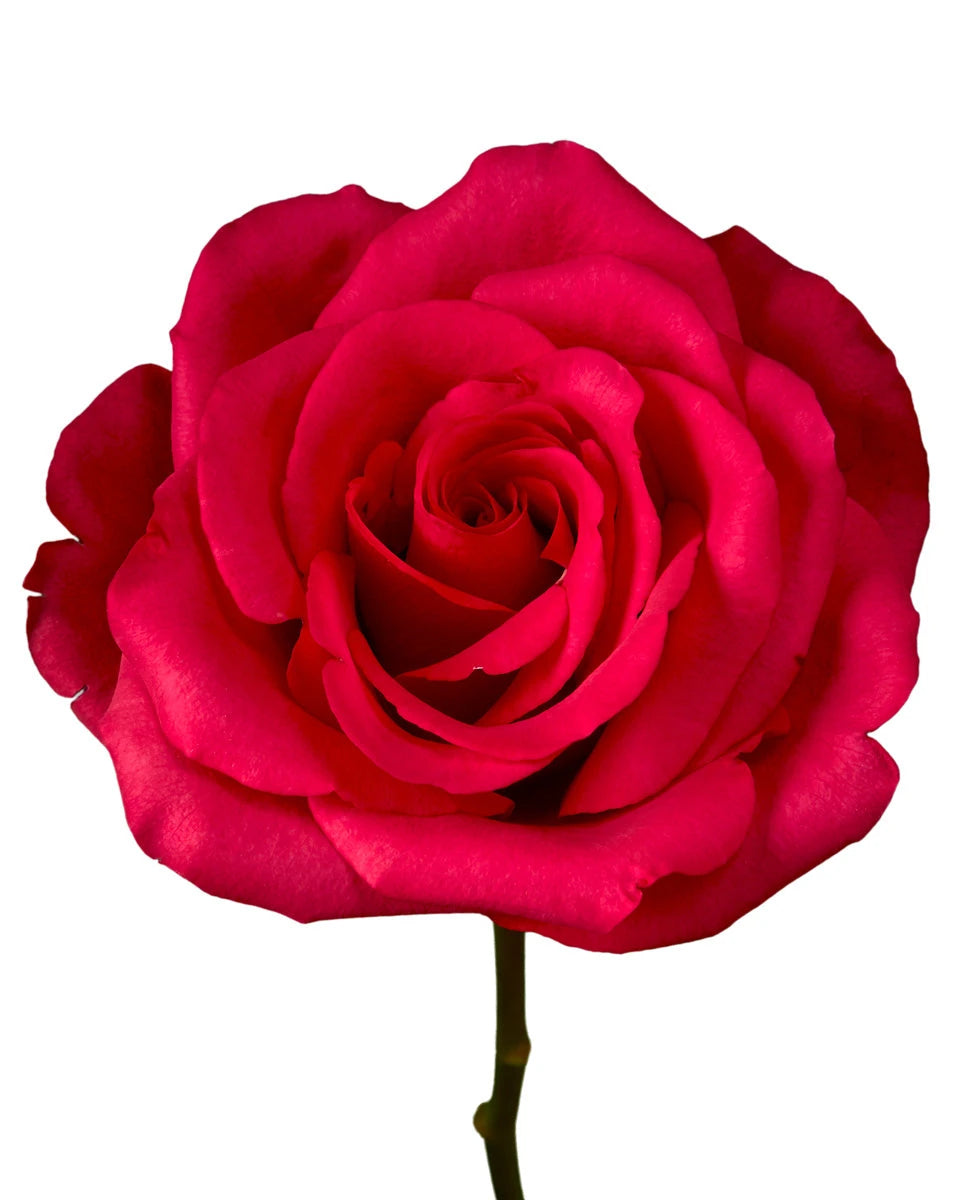 Hot Explorer Rose