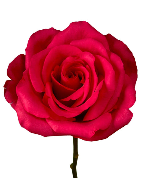 optimized_1760482829_grande.