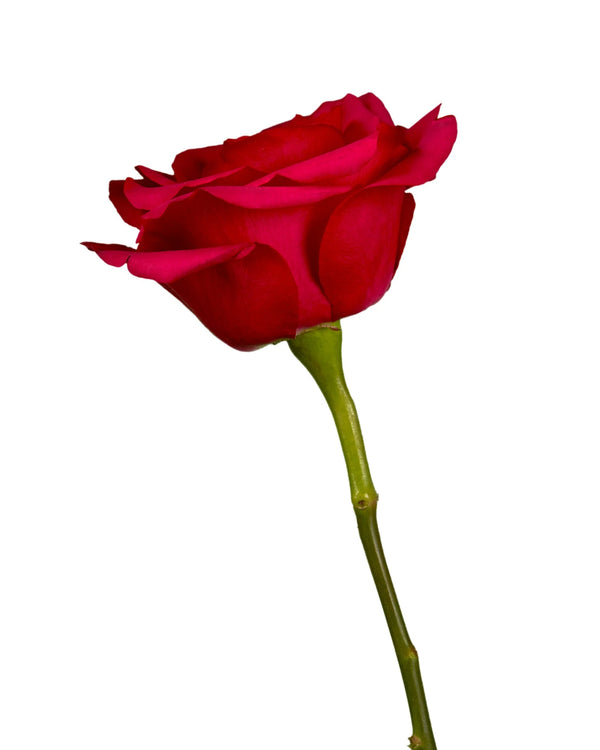 Wholesale Hot Explorer Rose | PetalJet