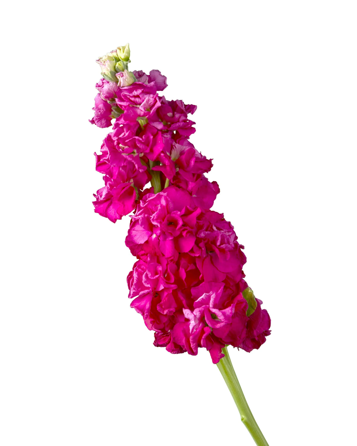 Hot Pink Double Stock Valentine's Day