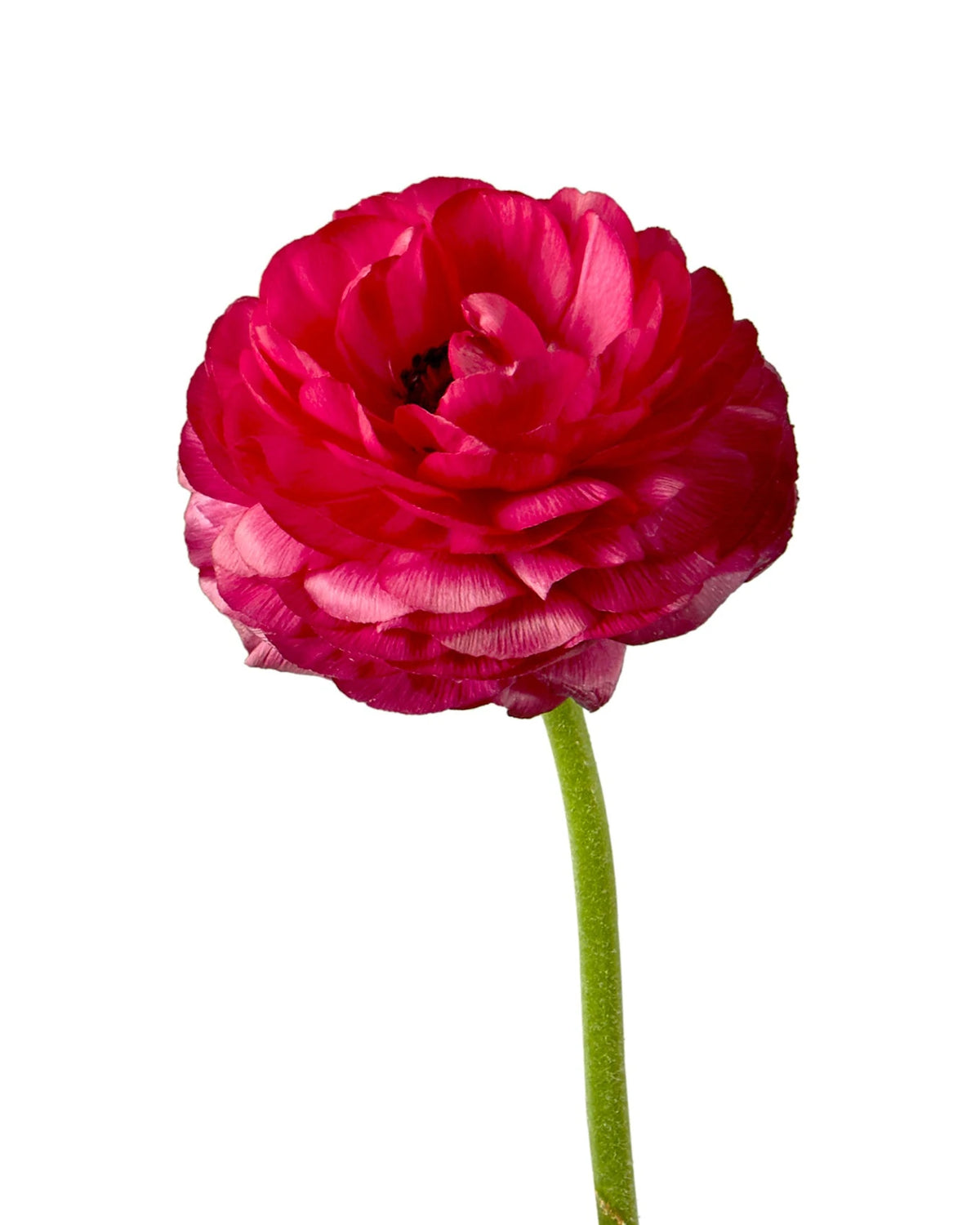 Hot Pink Elegance Ranunculus