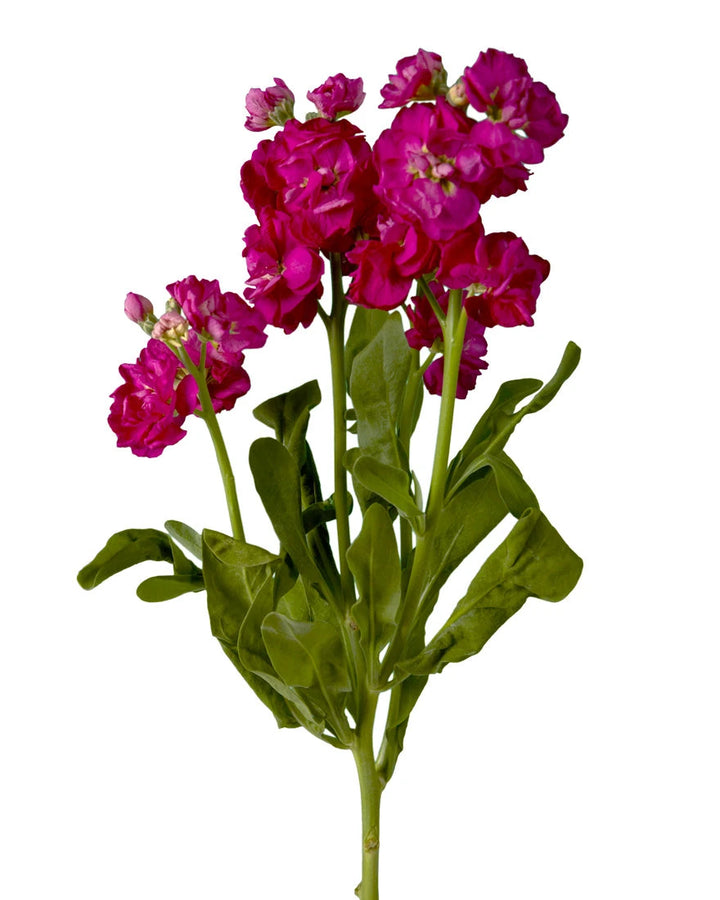 Hot Pink Spray Double Stock Valentine's Day