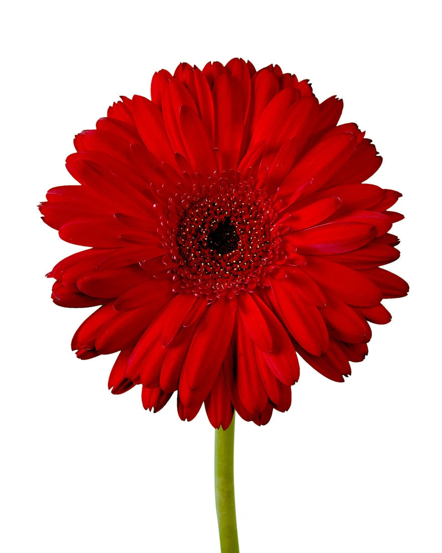 Humberto Jumbo Gerbera Daisy