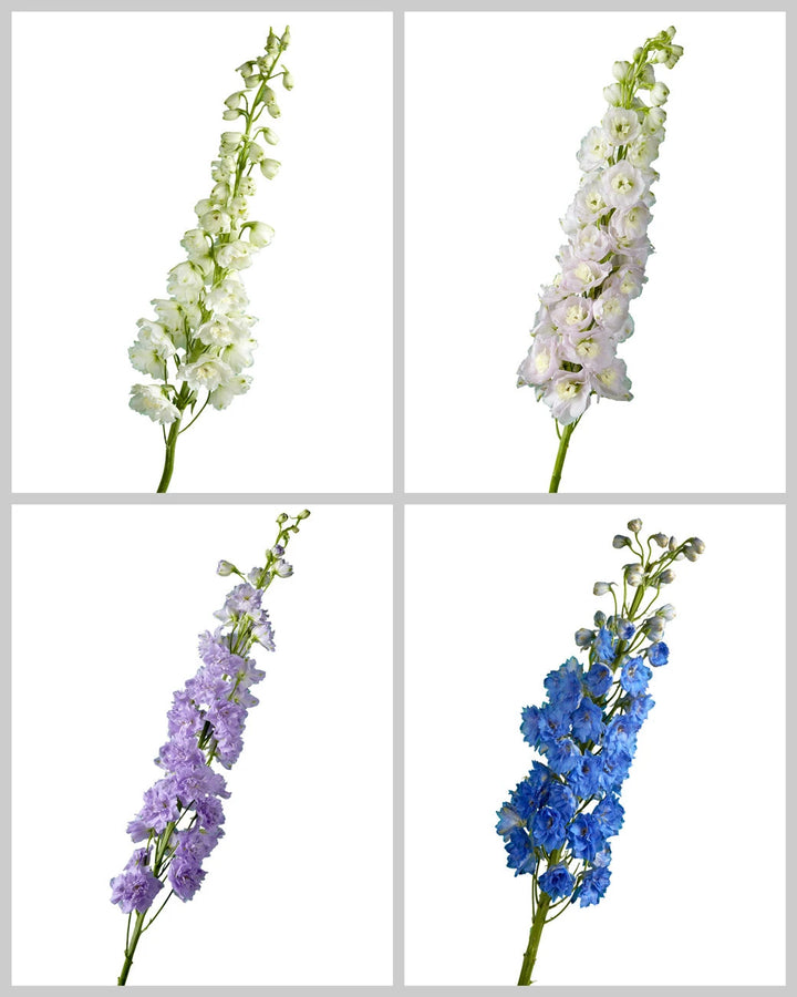 Hybrid Delphinium ELATUM Assorted Box #001