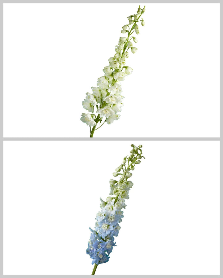 Hybrid Delphinium ELATUM Assorted Box #002