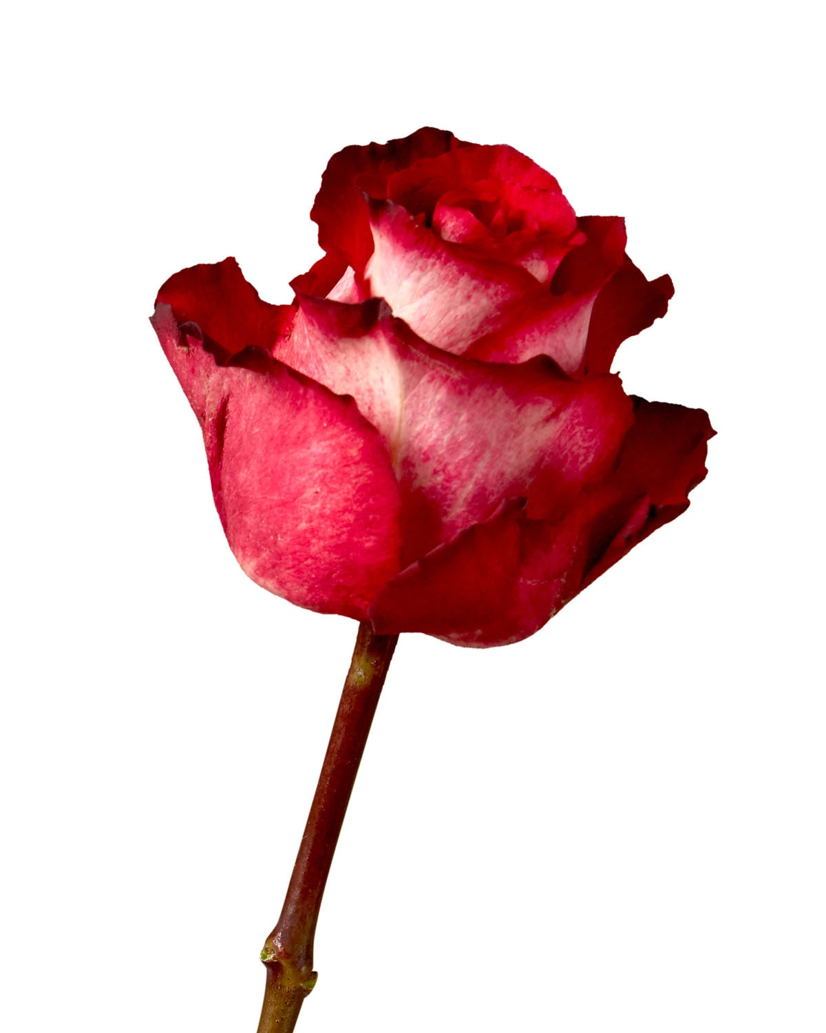 Iguazu Rose