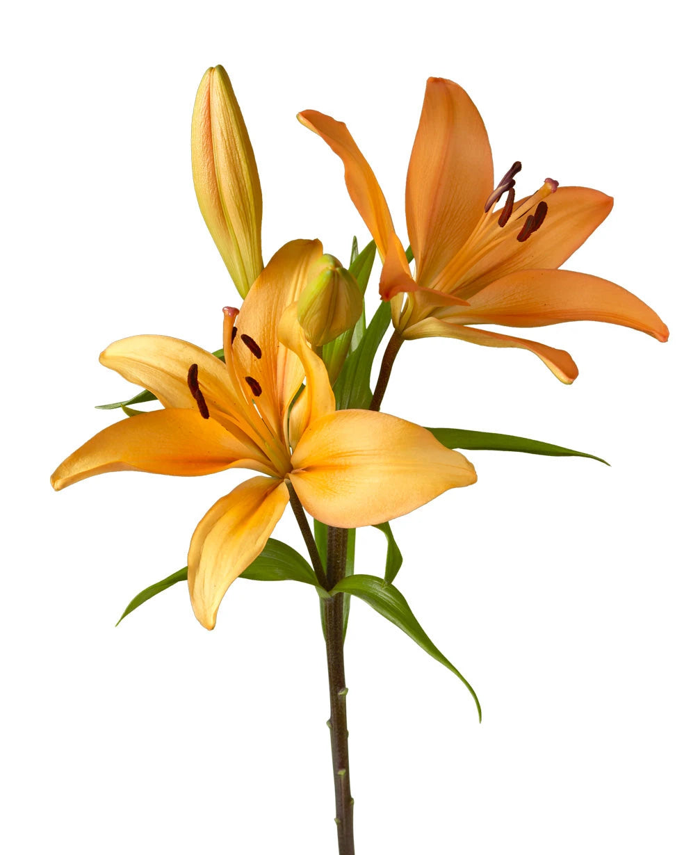indian lily flower Indian Diamond Lily 3-5 Bloom