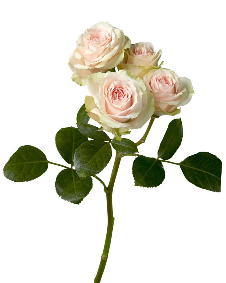 Storm Spray Roses Wholesale Spray Roses Flower | PetalJet