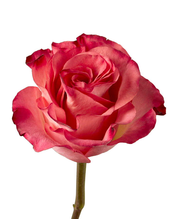 Jalah Rose