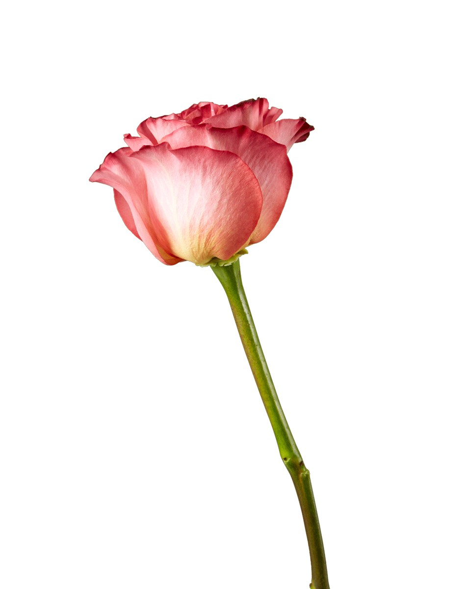 Jalah Rose