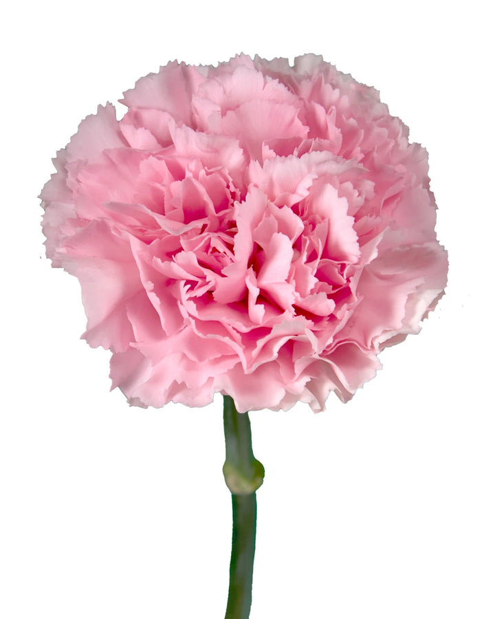 Julieta Carnation
