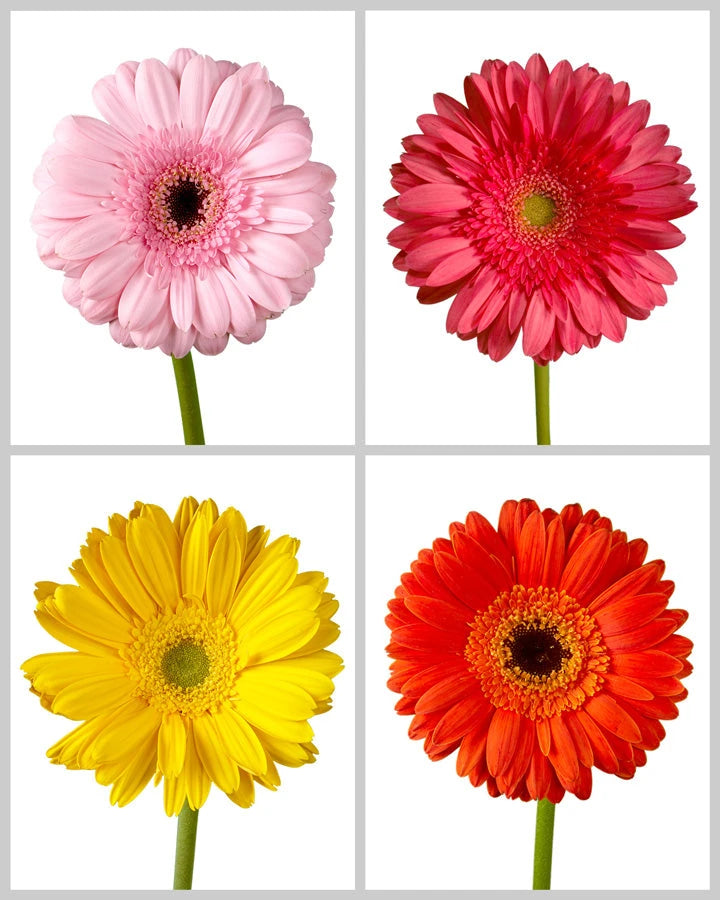 Jumbo Gerbera Daisy Assorted Box #372