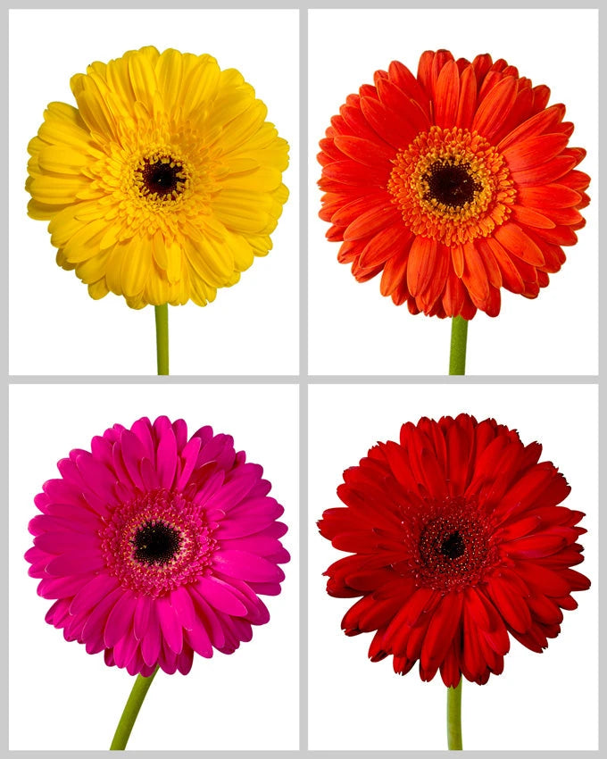 Jumbo Gerbera Daisy Assorted Box #376