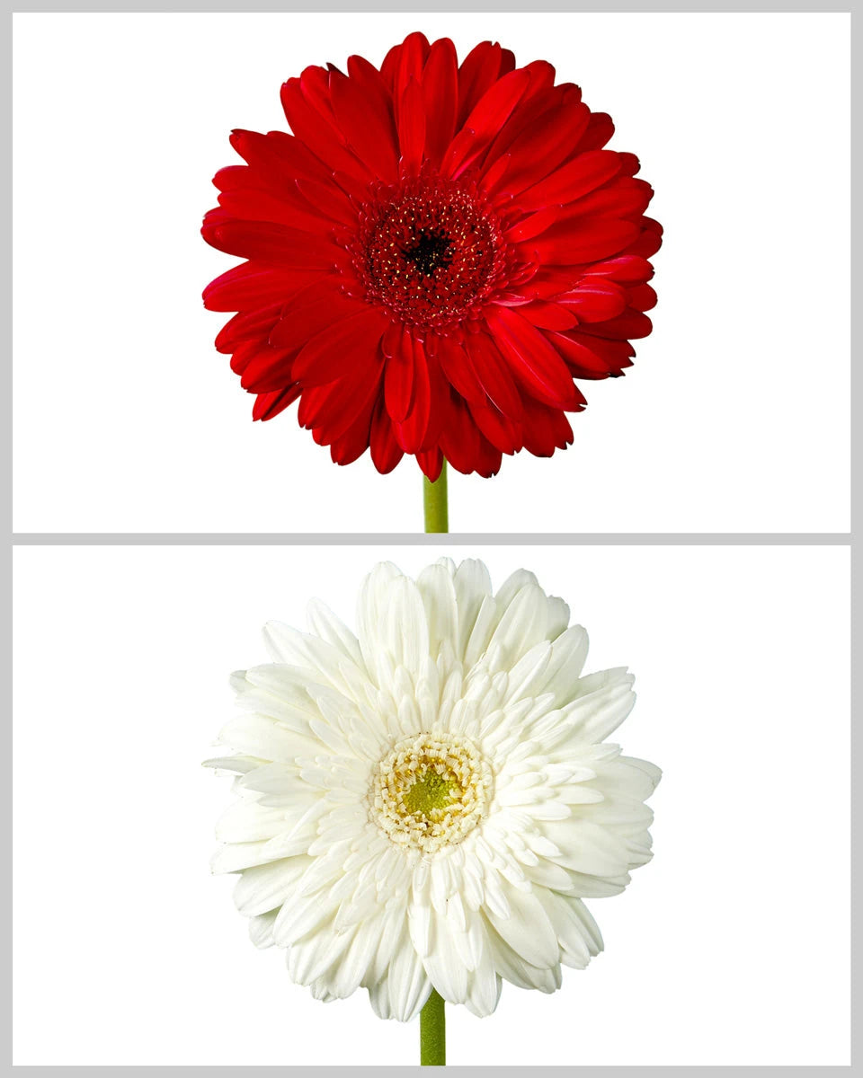 Jumbo Gerbera Daisy Holiday Assorted Box