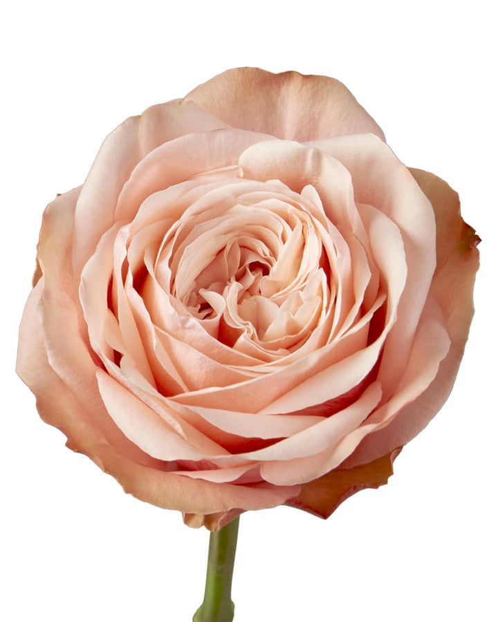 Kahala Garden Rose