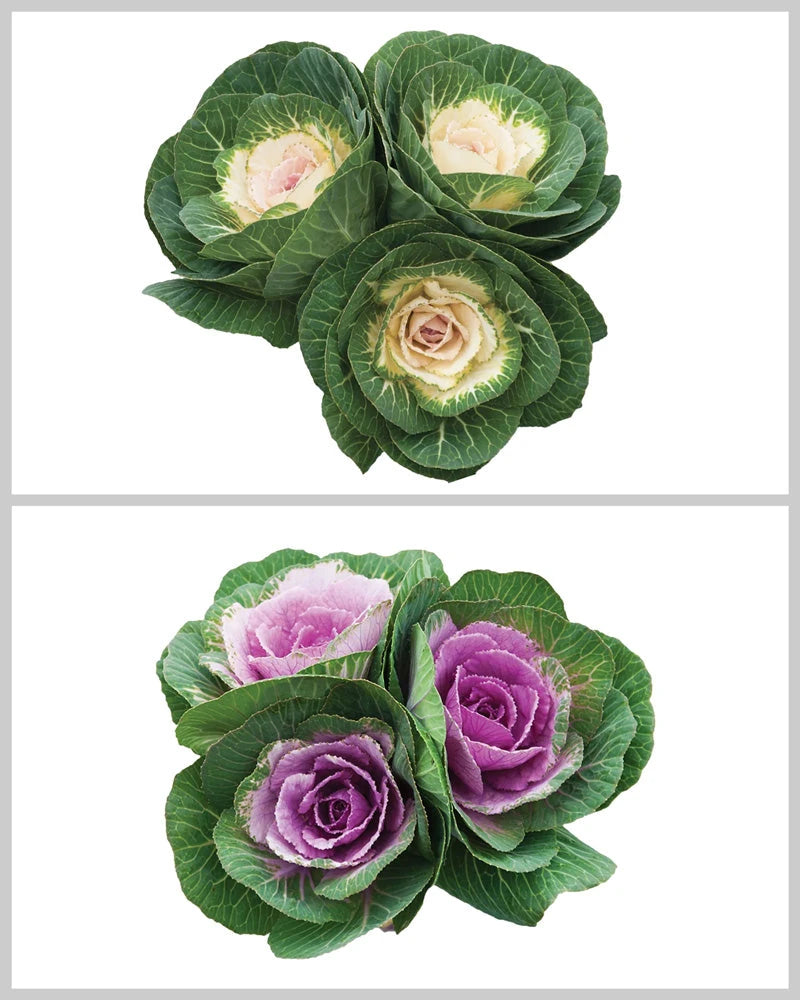 Kale Assorted Box Valentine's Day