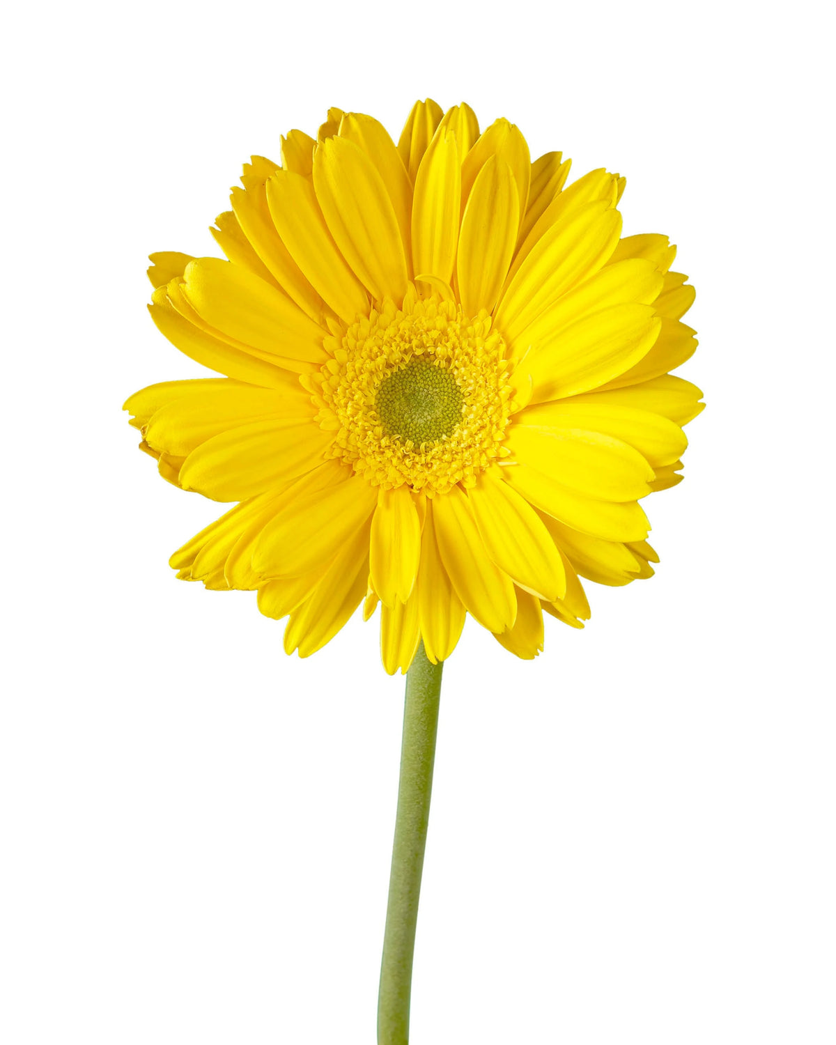 Kento Jumbo Gerbera Daisy