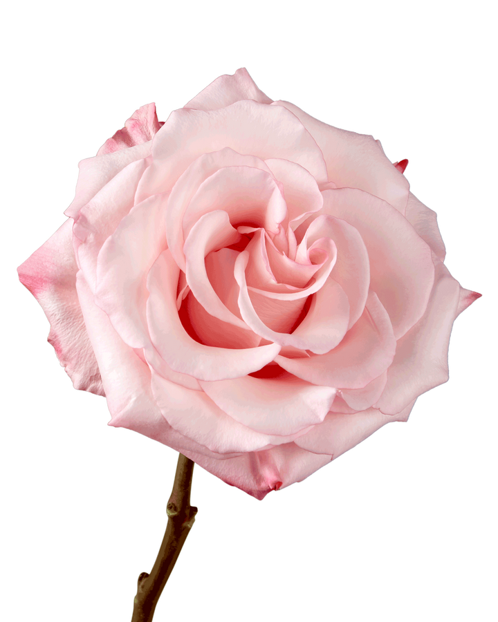 La Vie en Rose
