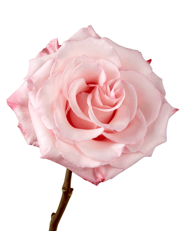 D’ERLANGER LA VIE EN ROSE 2017 D'Erlanger – La Vie En Rose – CD (Album, Limited Edition