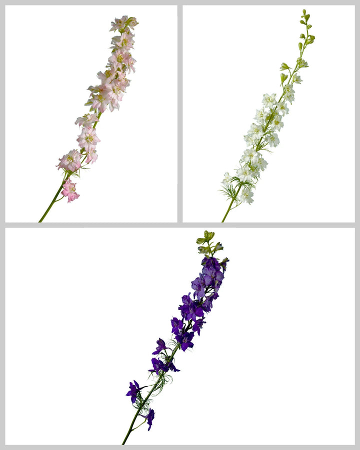 Larkspur Assorted Box Valentine's Day