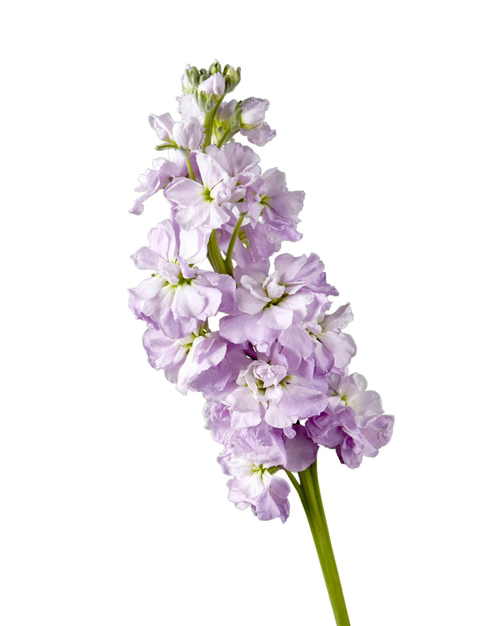 Lavender Double Stock
