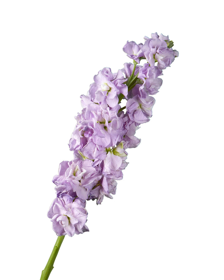 stock lavender purple flower Lavender Double Stock