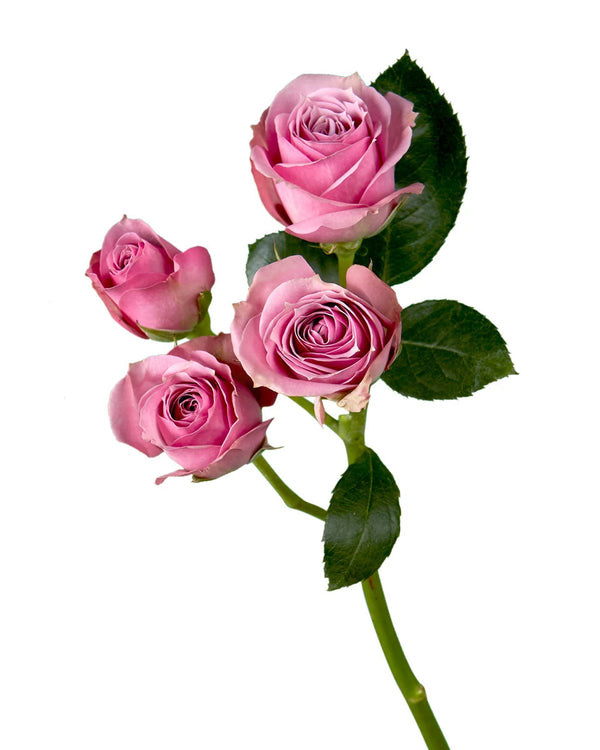 Wholesale Lavender Irishka Spray Rose | PetalJet