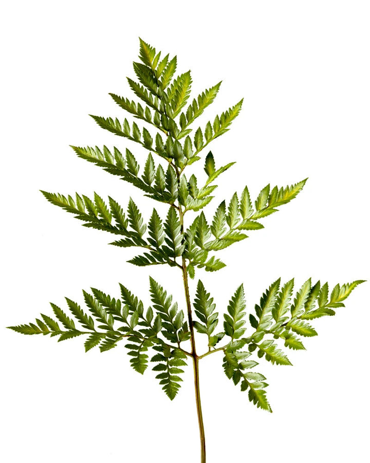 Leather Leaf Valentine's Day