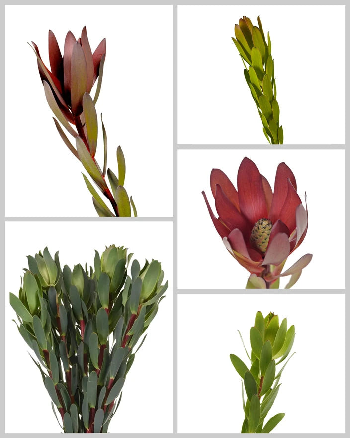 Leucadendron Assorted Box #932