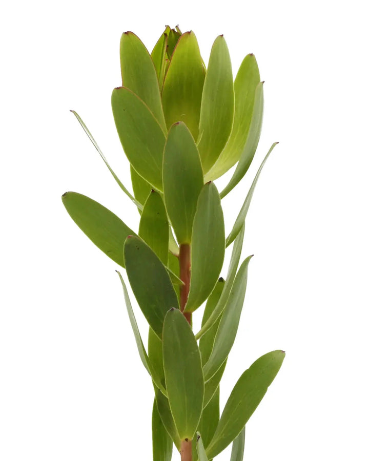 Leucadendron Ayoba Punto