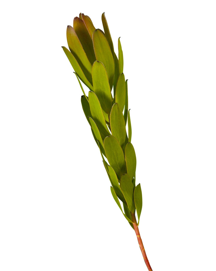 Leucadendron Gold Strike