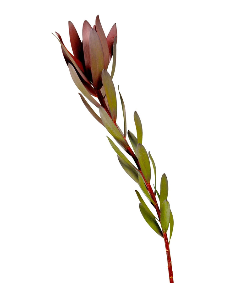 Leucadendron Safari Sunset