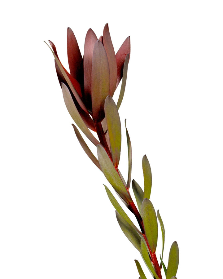 Leucadendron Safari Sunset