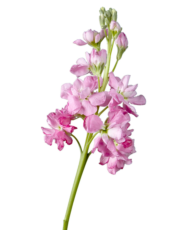 Light Pink Double Stock Mother's Day