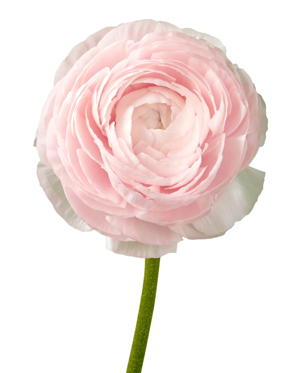 Light Pink Ranucnulus Wholesale Light Pink Elegance Ranunculus | PetalJet
