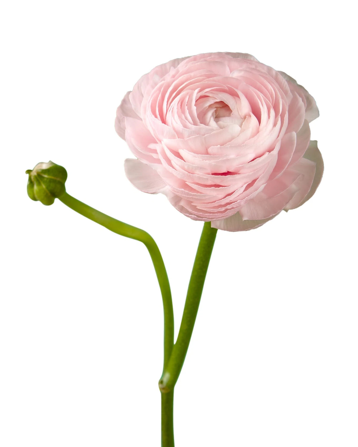 Light Pink Ranucnulus Wholesale Light Pink Elegance Ranunculus | PetalJet