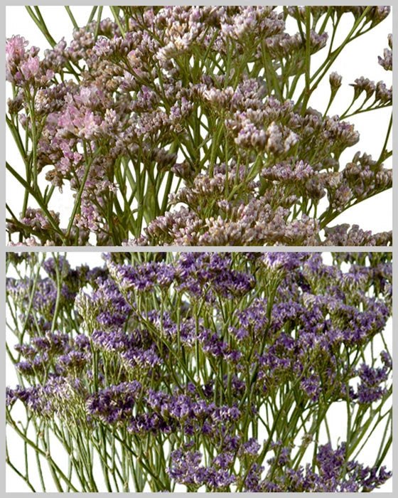 Limonium Assorted Box #690