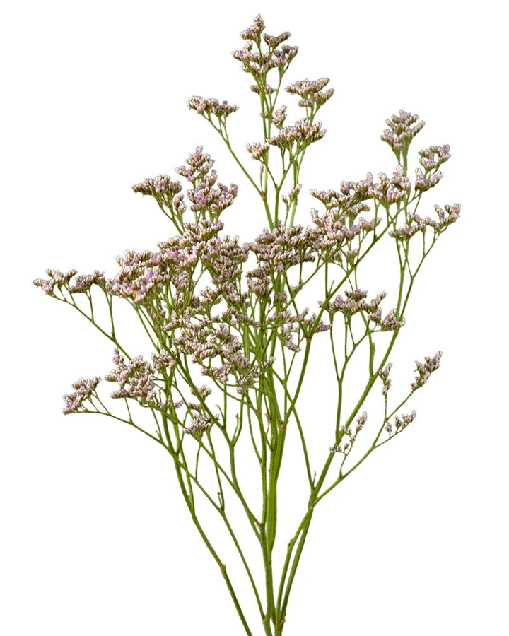 Limonium Oshi Pink