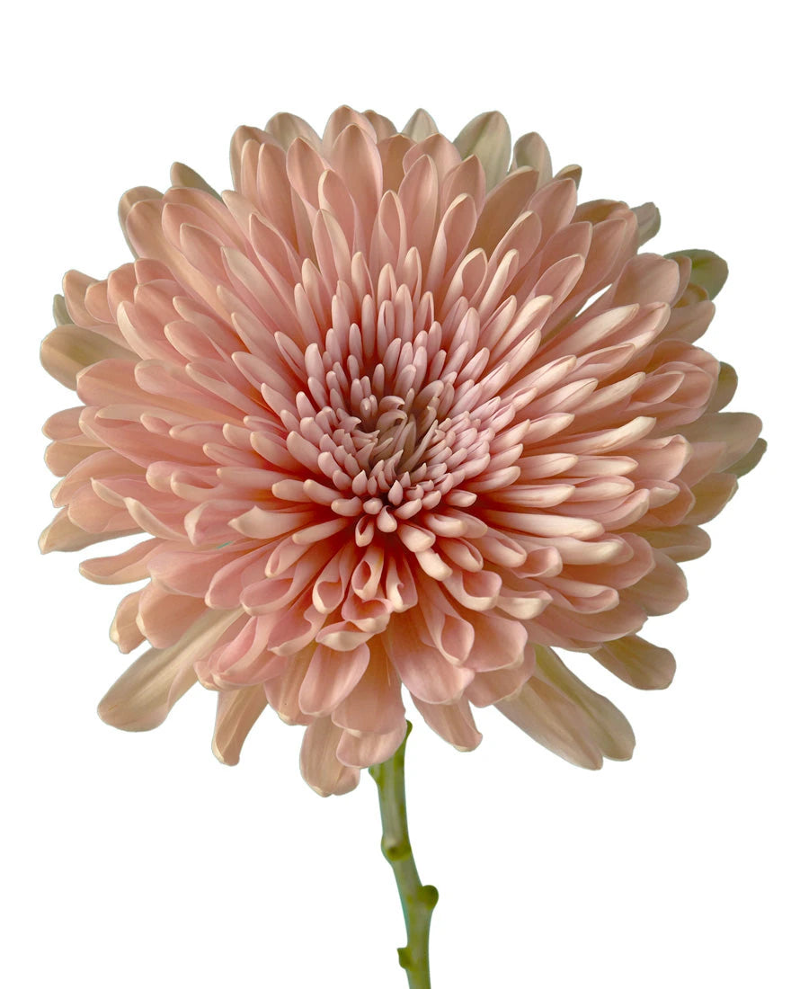 Linette Cremon Chrysanthemum