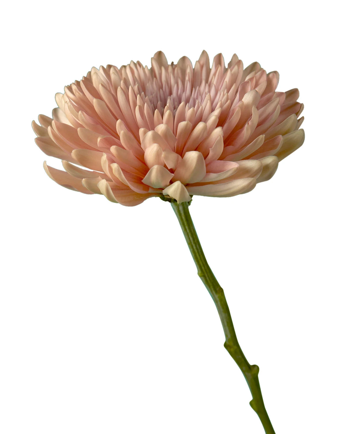 Linette Cremon Chrysanthemum Valentine's Day