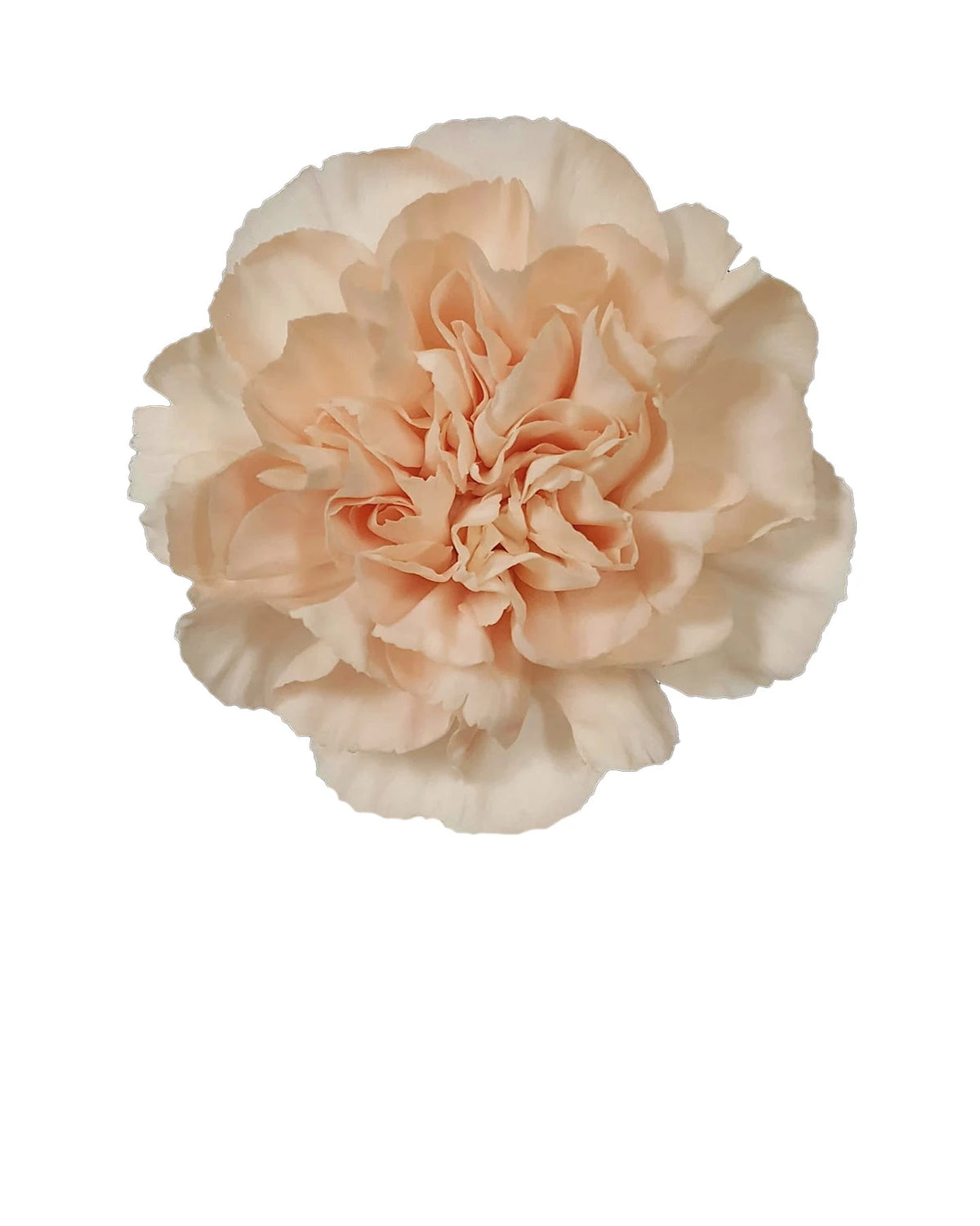 Lizzy Carnation