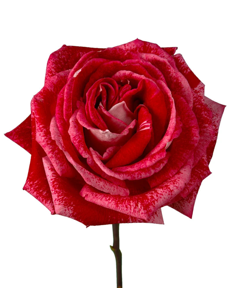 Luxor Rose