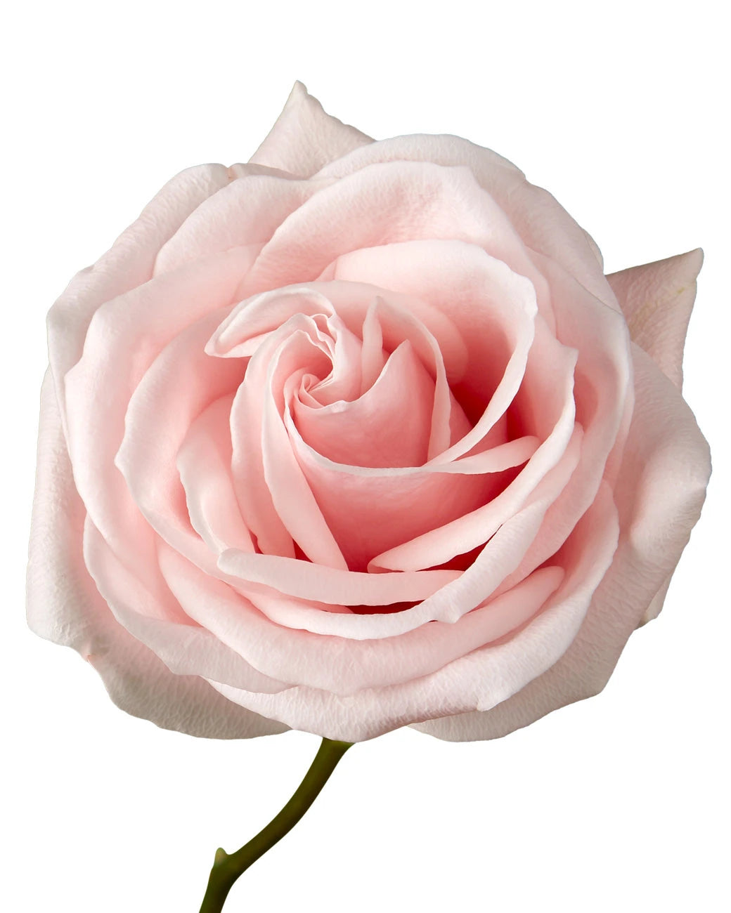 Believe in Pink Rose
