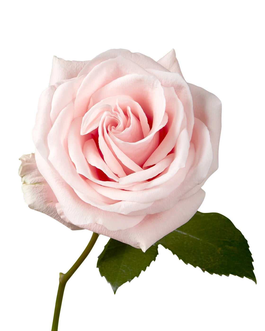 Believe in Pink Rose