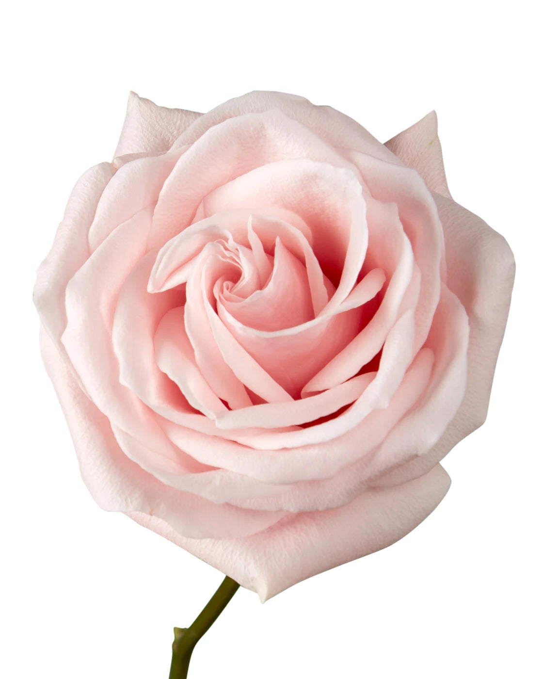 Believe in Pink Rose