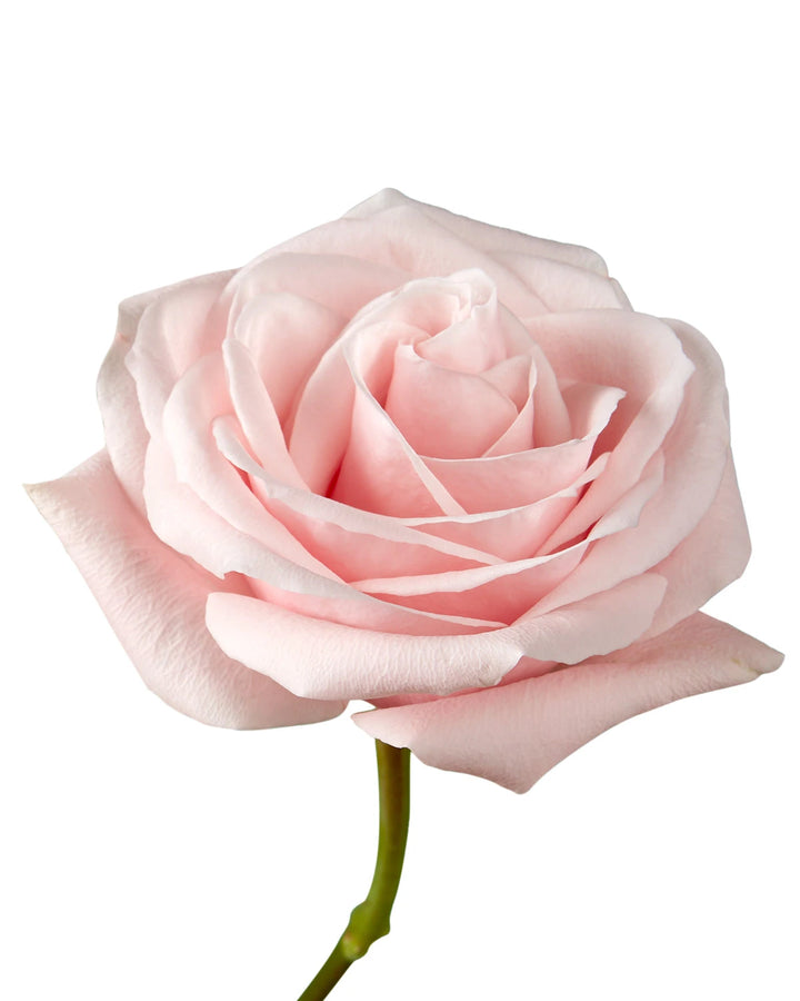 Believe in Pink Rose