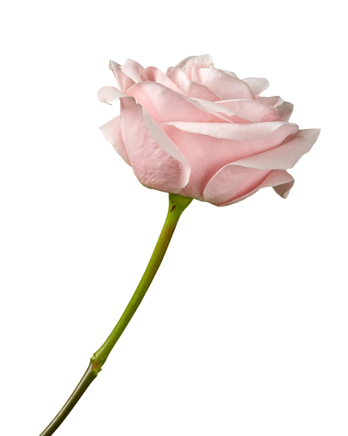 Believe in Pink Rose